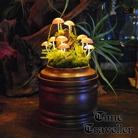 Mushrooms on Wood e0005