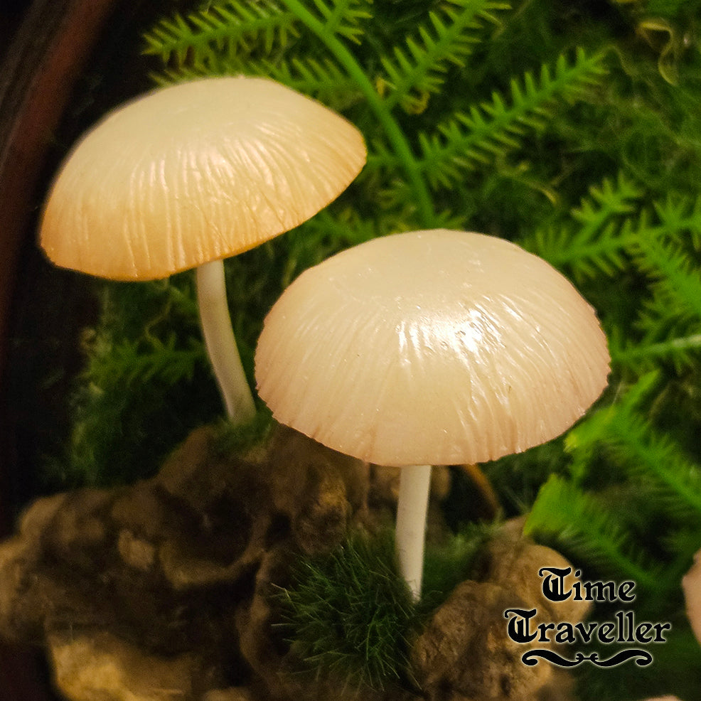 Mushroom frame w0028